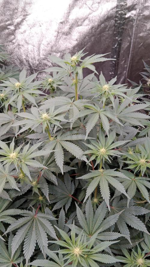 Barney's farm. Week 12