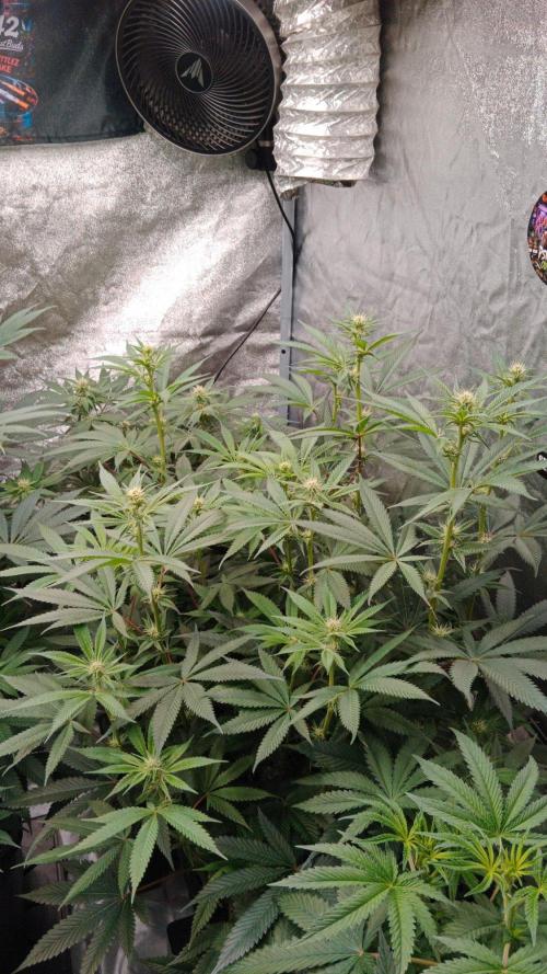 Barney's farm. Week 13