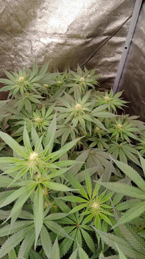 Barney's farm. Week 13