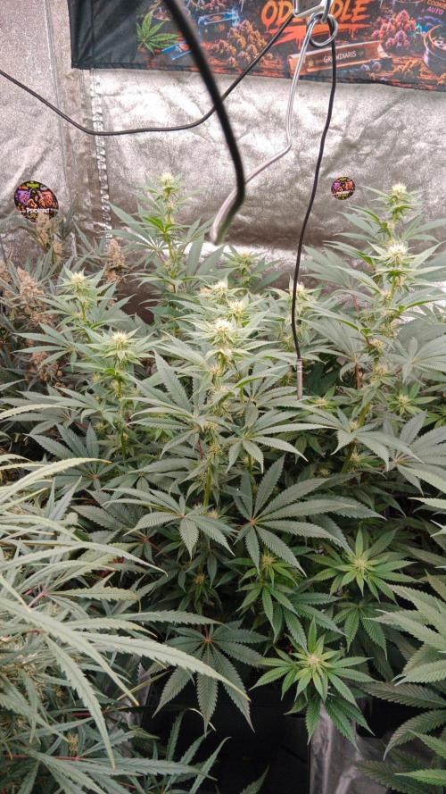 Barney's farm. Week 13