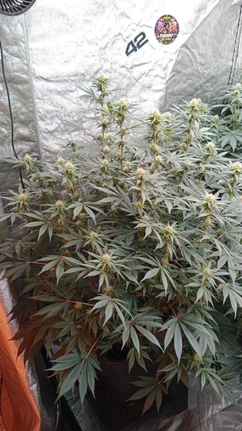 Barney's farm. Week 13