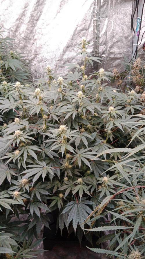 Barney's farm. Week 13