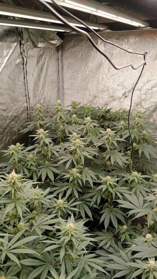 Barney's farm. Week 13
