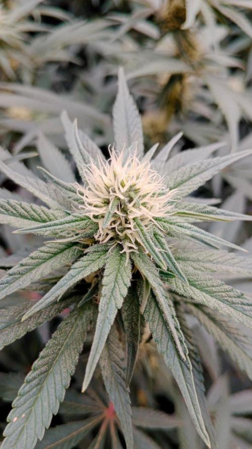 Barney's farm. Week 13