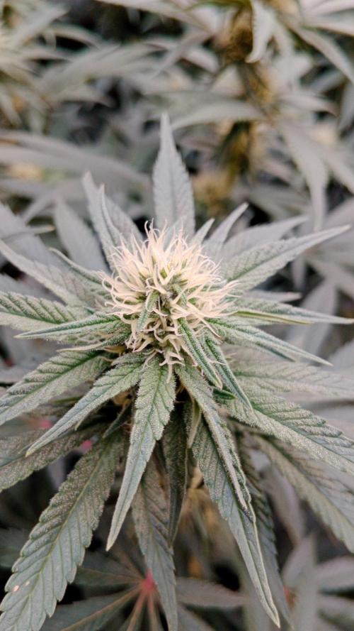 Barney's farm. Week 13