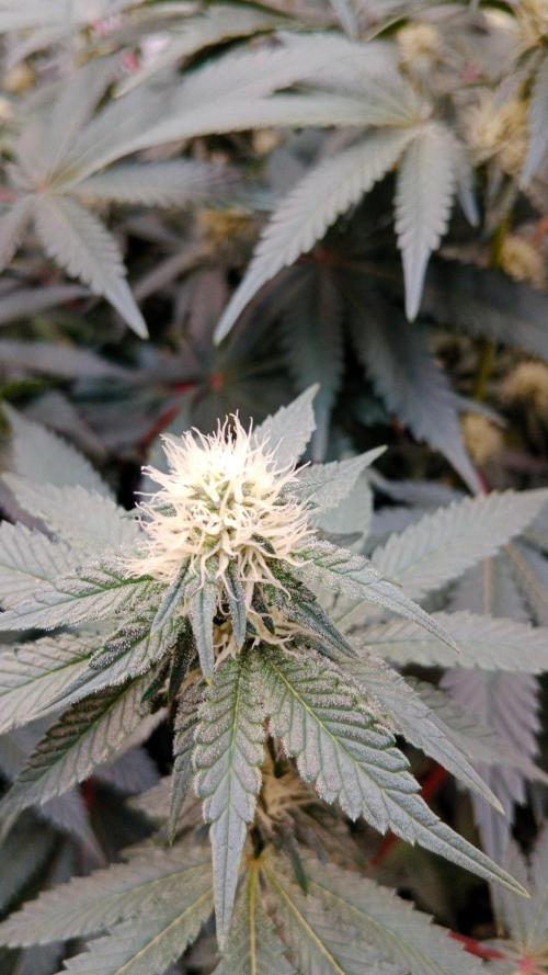 Barney's farm. Week 13