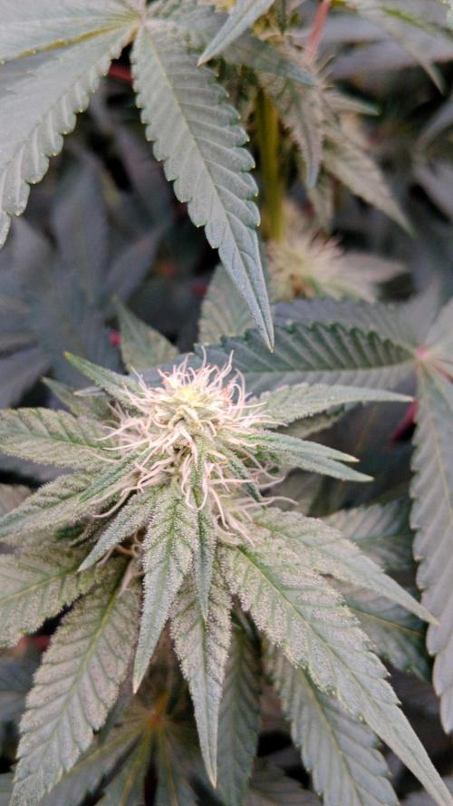 Barney's farm. Week 13