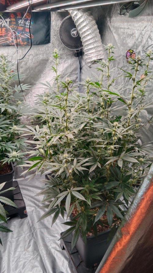 Barney's farm. Week 14