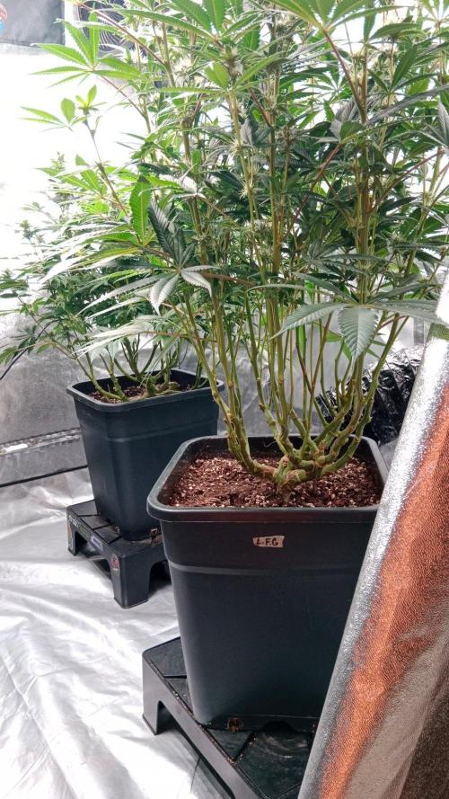 Barney's farm. Week 14