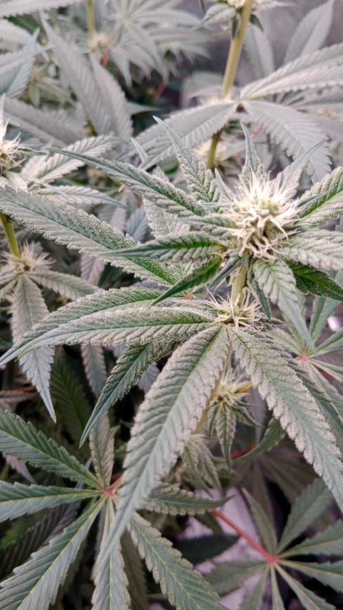 Barney's farm. Week 14