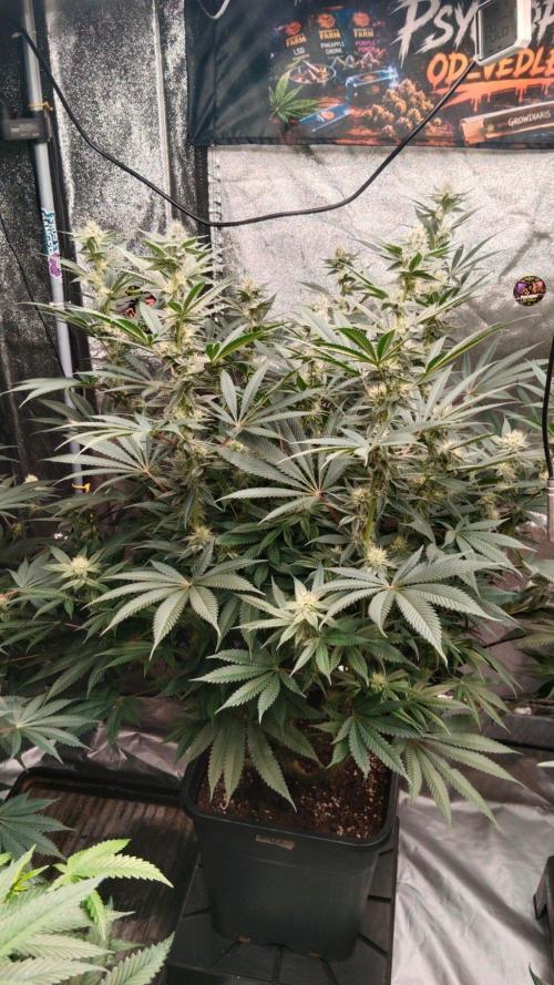 Barney's farm. Week 14