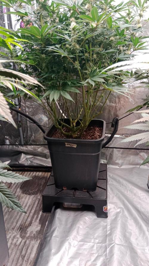 Barney's farm. Week 14