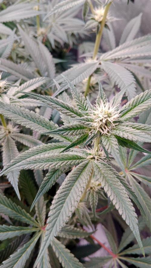 Barney's farm. Week 14