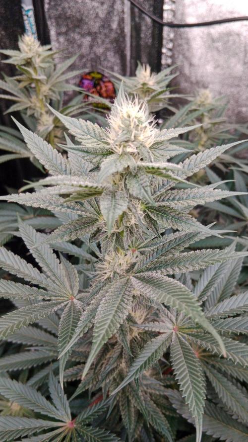 Barney's farm. Week 14