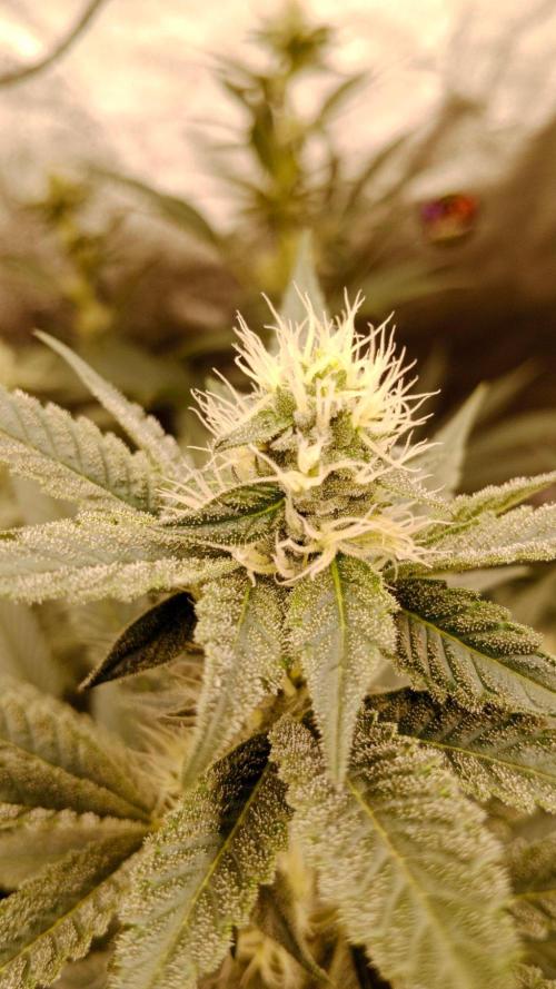Barney's farm. Week 14