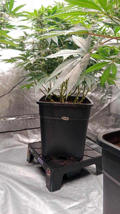 Barney's farm. Week 14