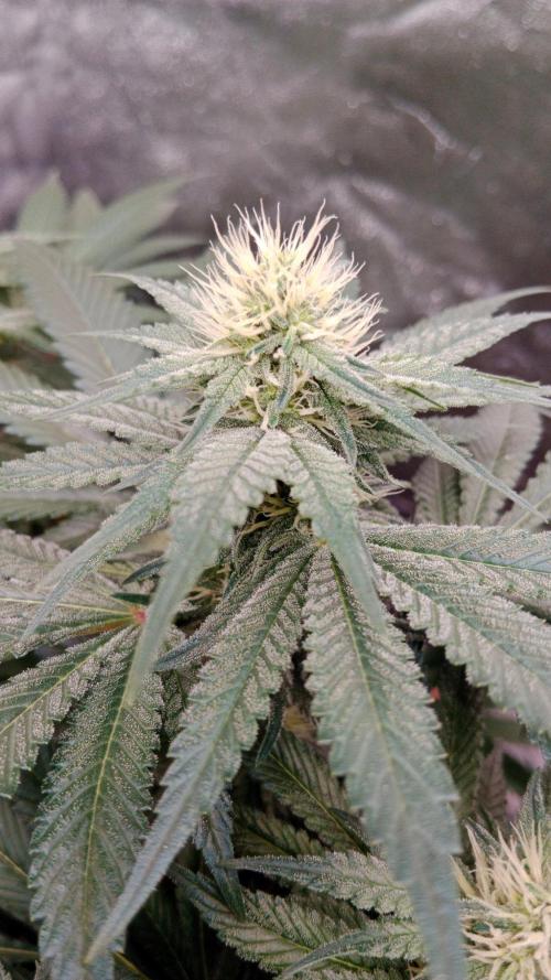Barney's farm. Week 14