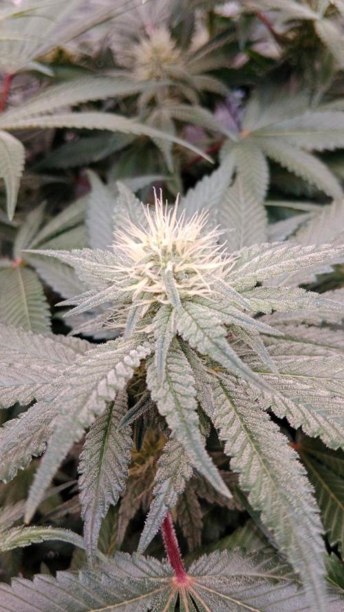 Barney's farm. Week 14