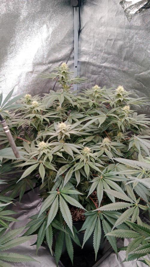 Barney's farm. Week 14
