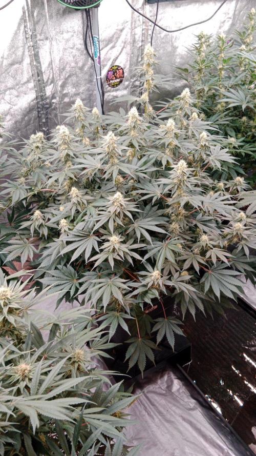 Barney's farm. Week 14