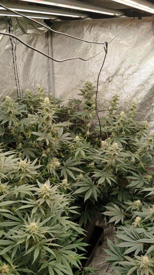 Barney's farm. Week 14