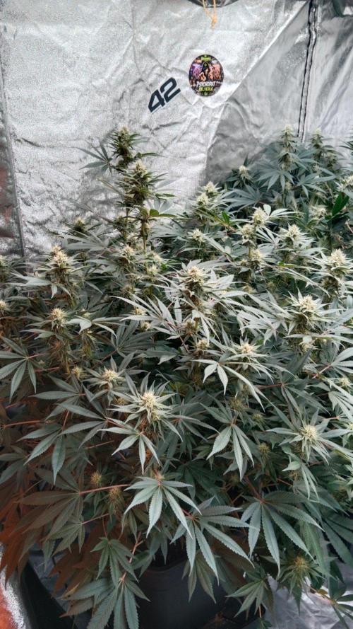 Barney's farm. Week 14