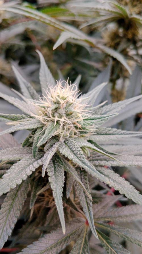 Barney's farm. Week 14