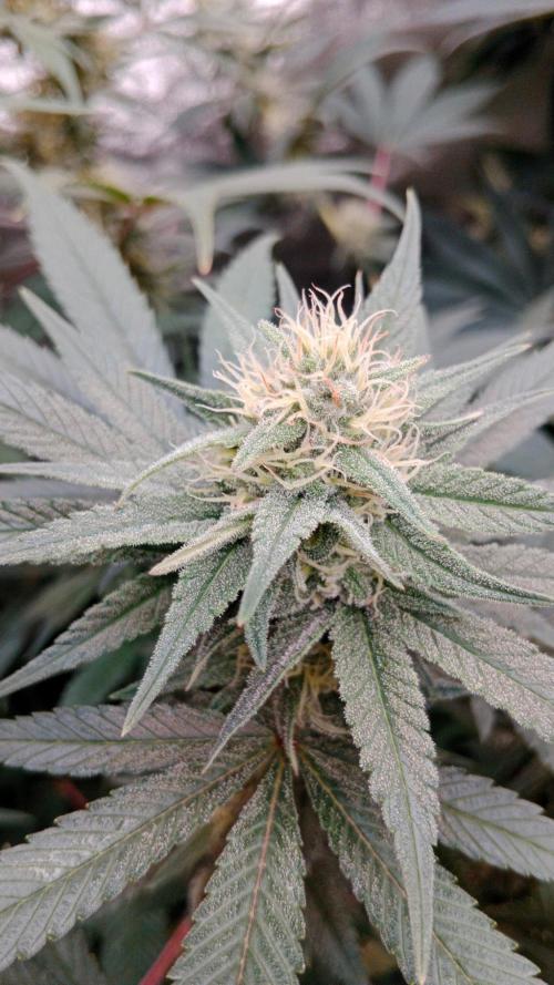 Barney's farm. Week 14