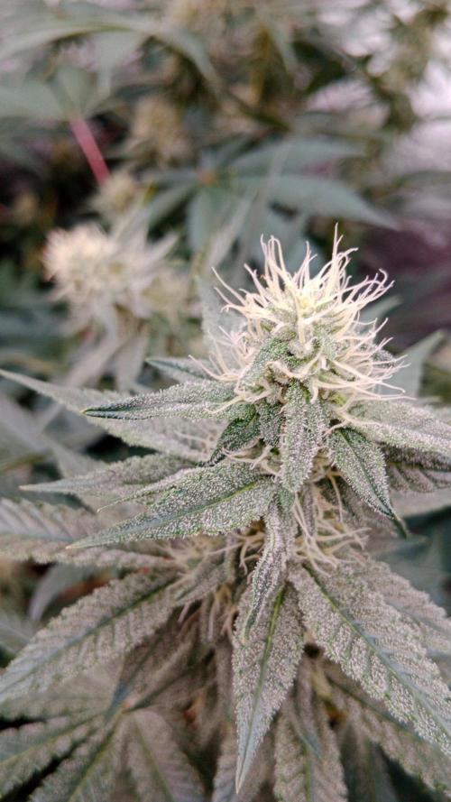 Barney's farm. Week 14