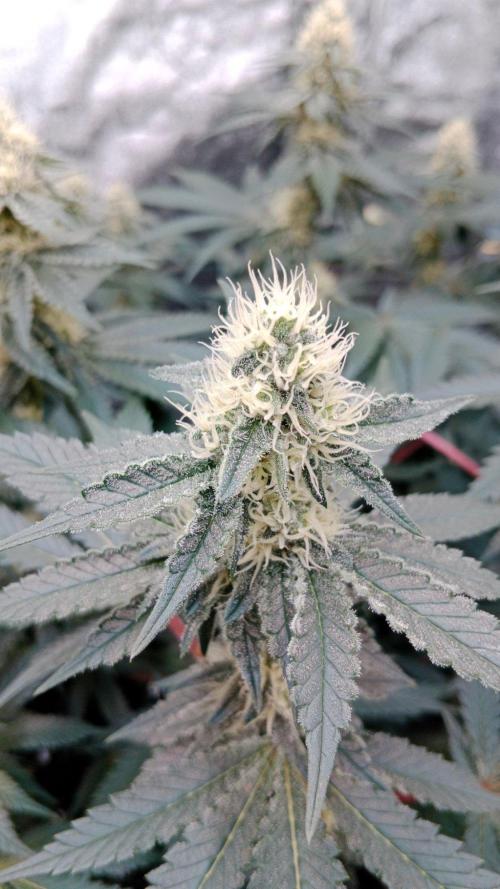 Barney's farm. Week 14