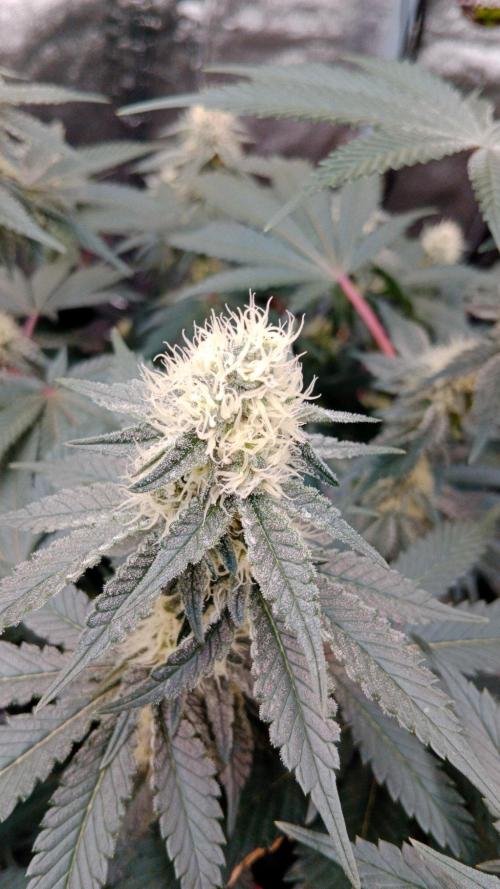 Barney's farm. Week 14