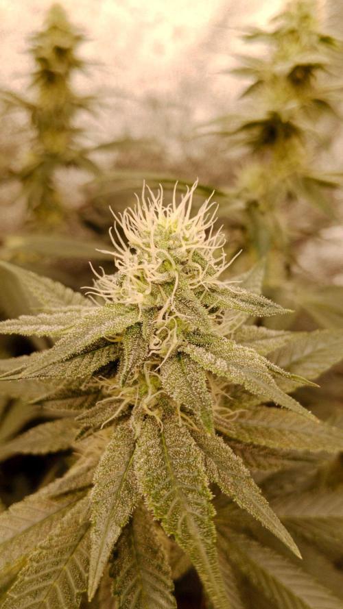 Barney's farm. Week 14