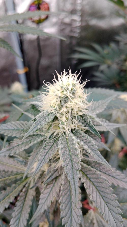 Barney's farm. Week 14