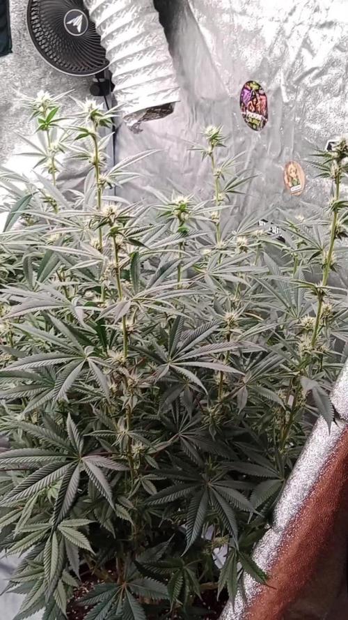 Barney's farm