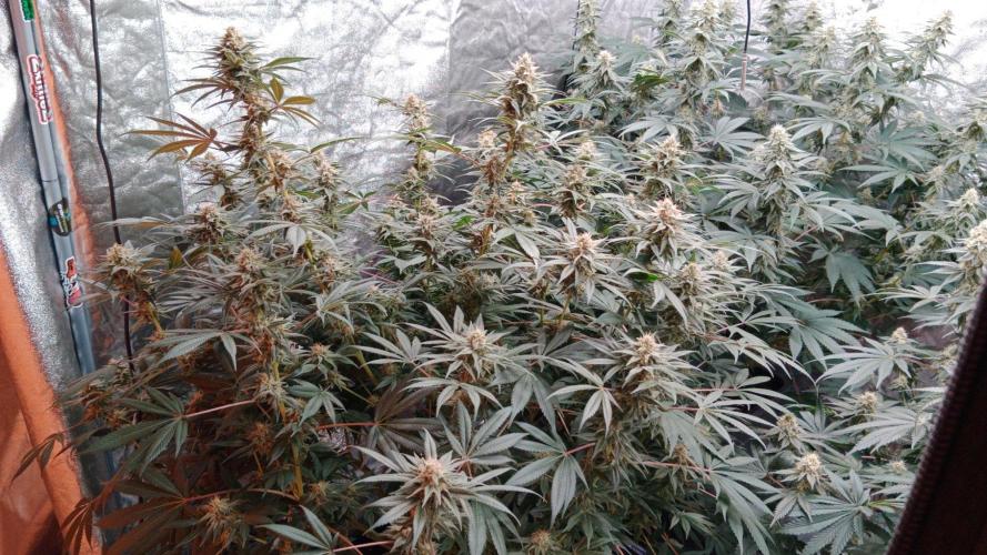 Barney's farm. Week 15