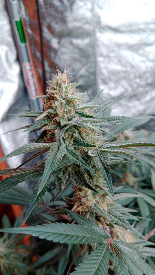 Barney's farm. Week 15