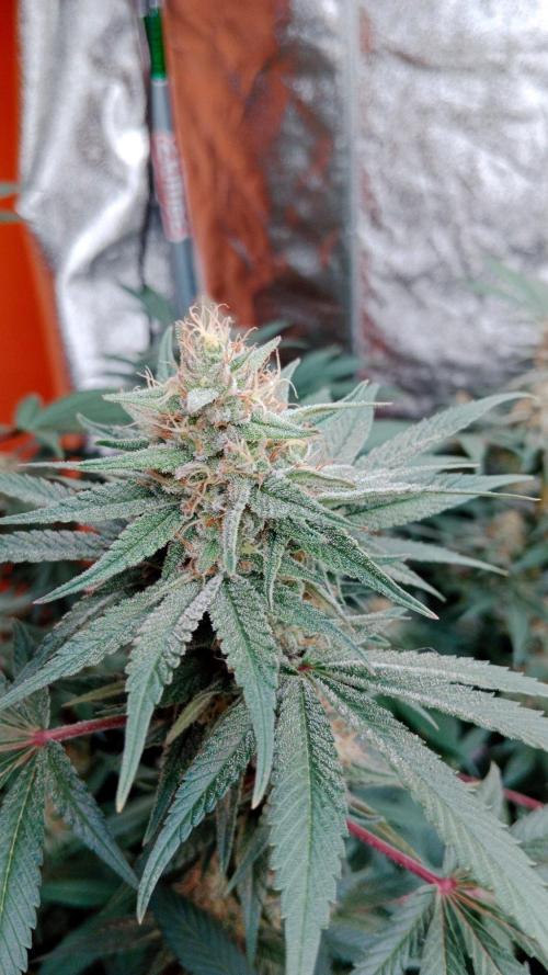 Barney's farm. Week 15