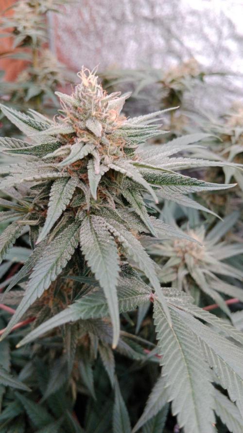 Barney's farm. Week 15