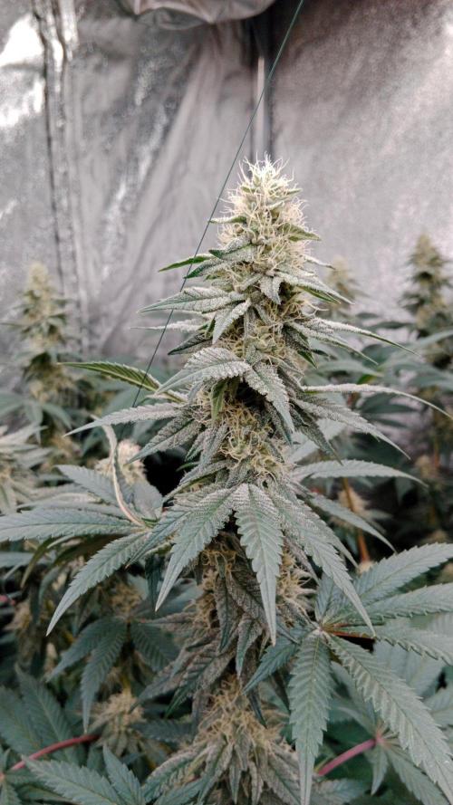 Barney's farm. Week 15