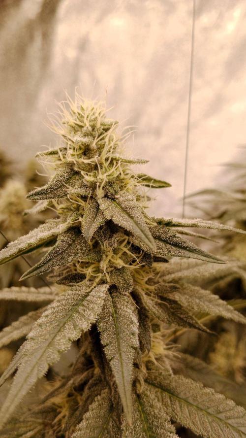 Barney's farm. Week 15