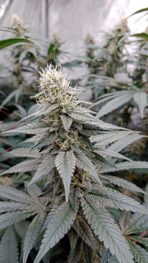 Barney's farm. Week 15