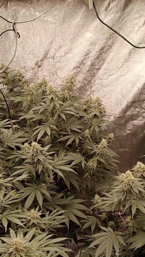 Barney's farm