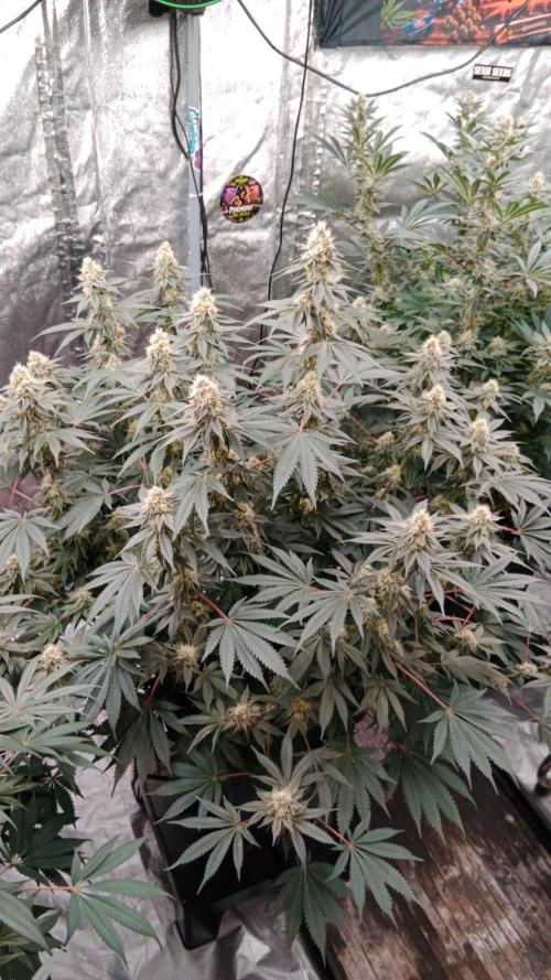Barney's farm. Week 15