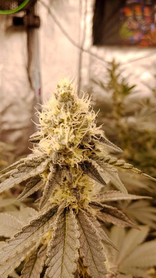 Barney's farm. Week 15