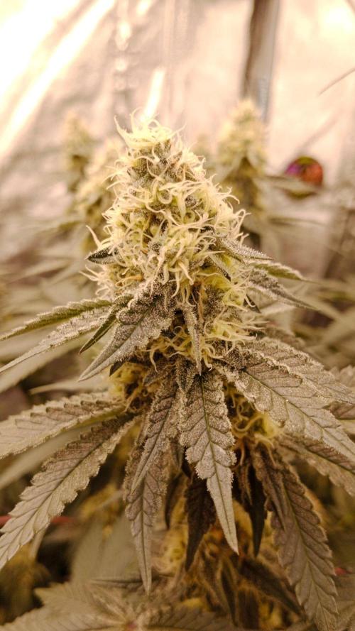 Barney's farm. Week 15