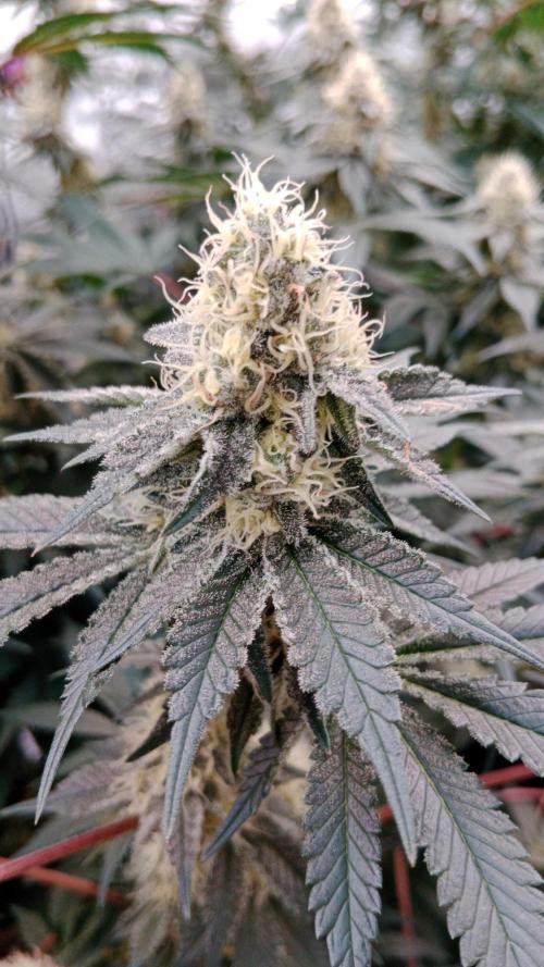 Barney's farm. Week 15