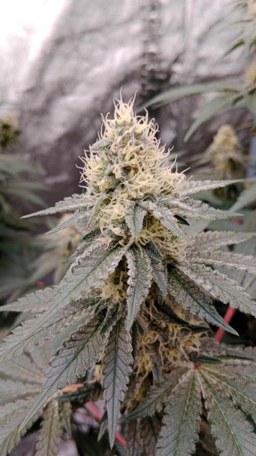 Barney's farm. Week 15