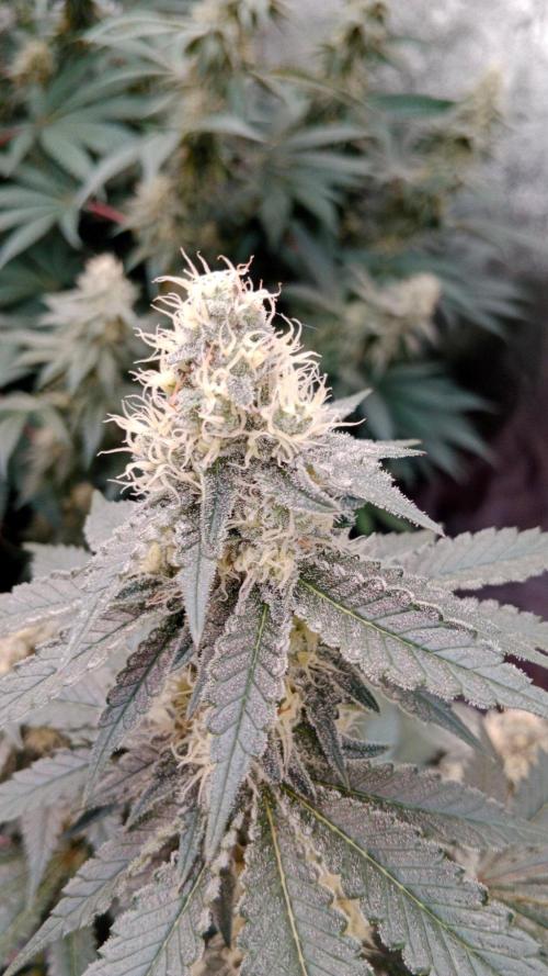 Barney's farm. Week 15