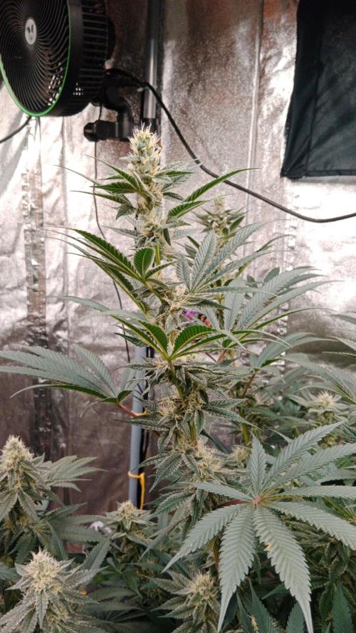 Barney's farm. Week 15