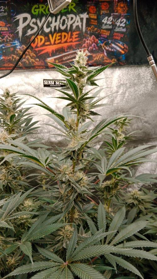 Barney's farm. Week 15